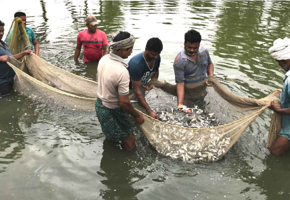 Aquaculture Insurance